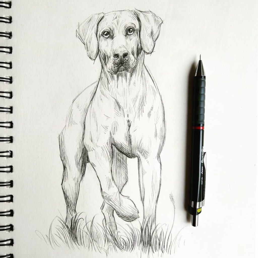 Zeichnung eines Hundes